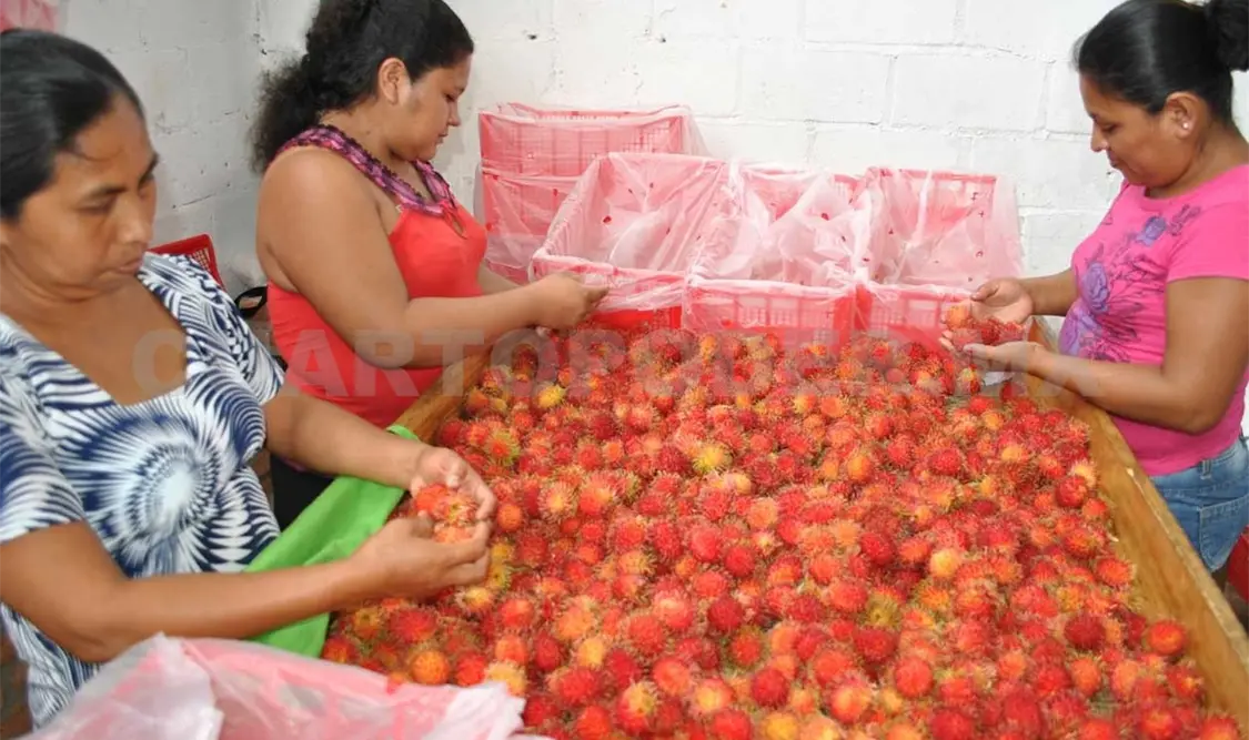 Productores chiapanecos alistan embarque a Dubái