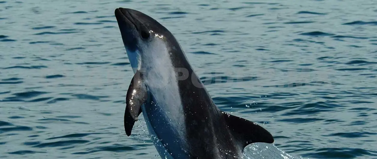 Niños piden salvar a las especies marinas
