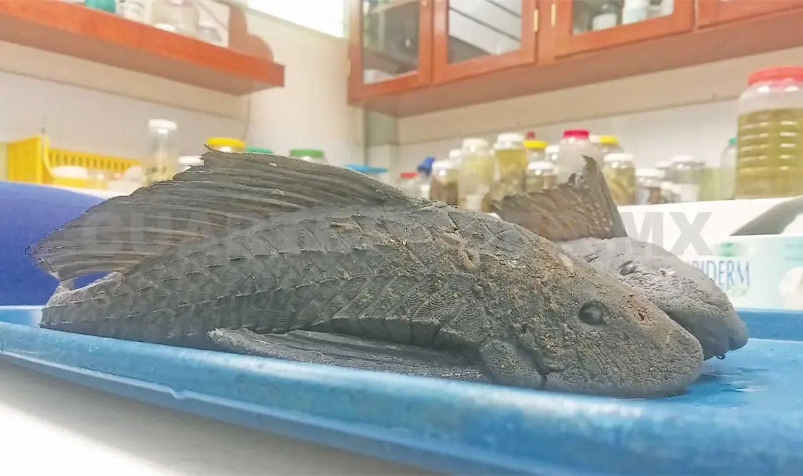 De especie invasora a alternativa alimentaria a nivel local