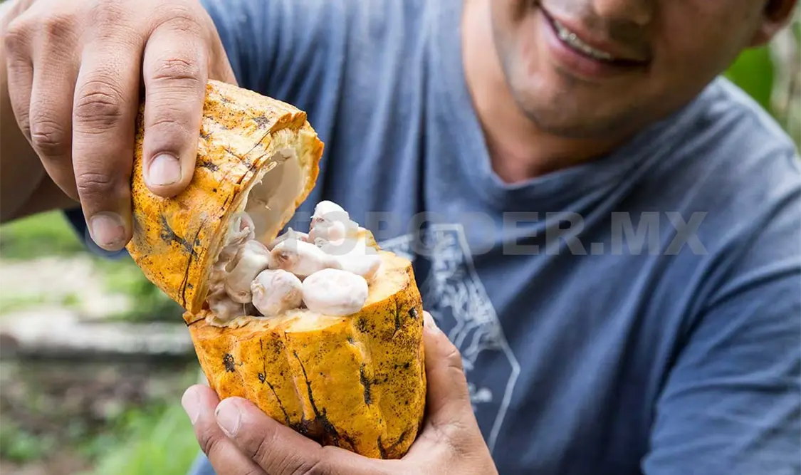 Cacao de tabasco se exporta a Europa y Asia