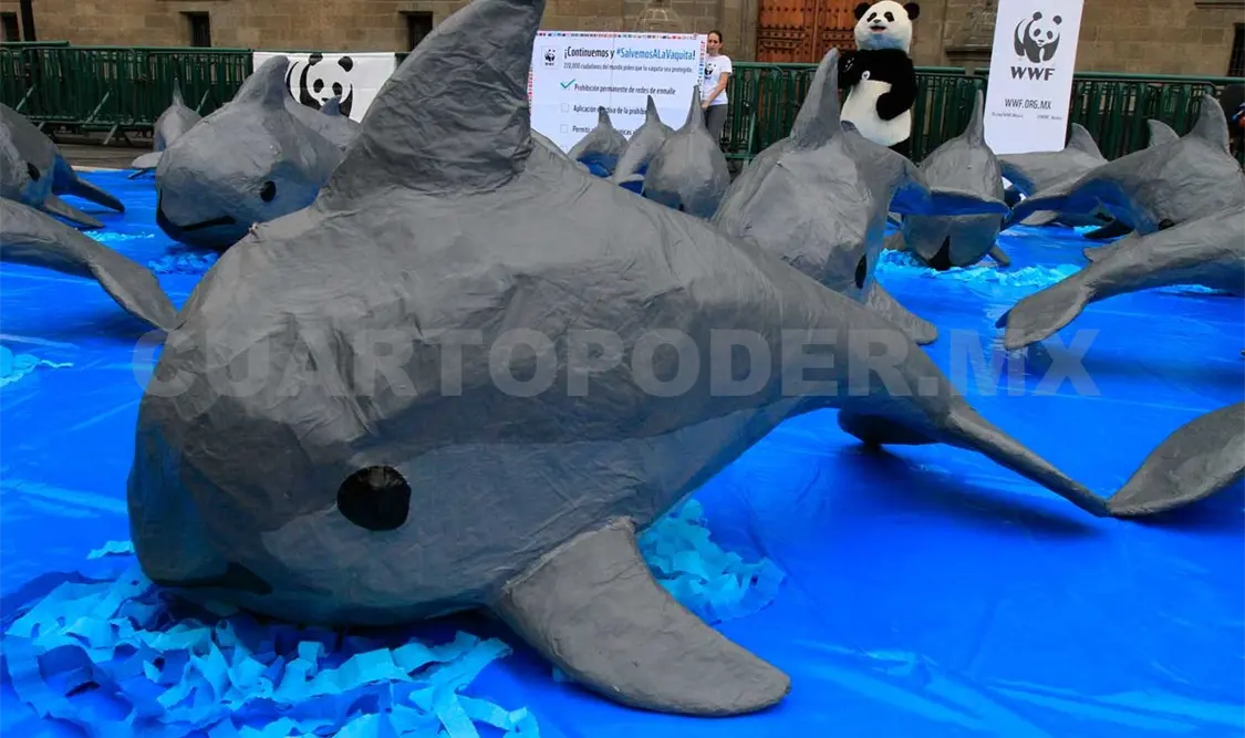 En peligro de extinción 30 vaquitas marinas