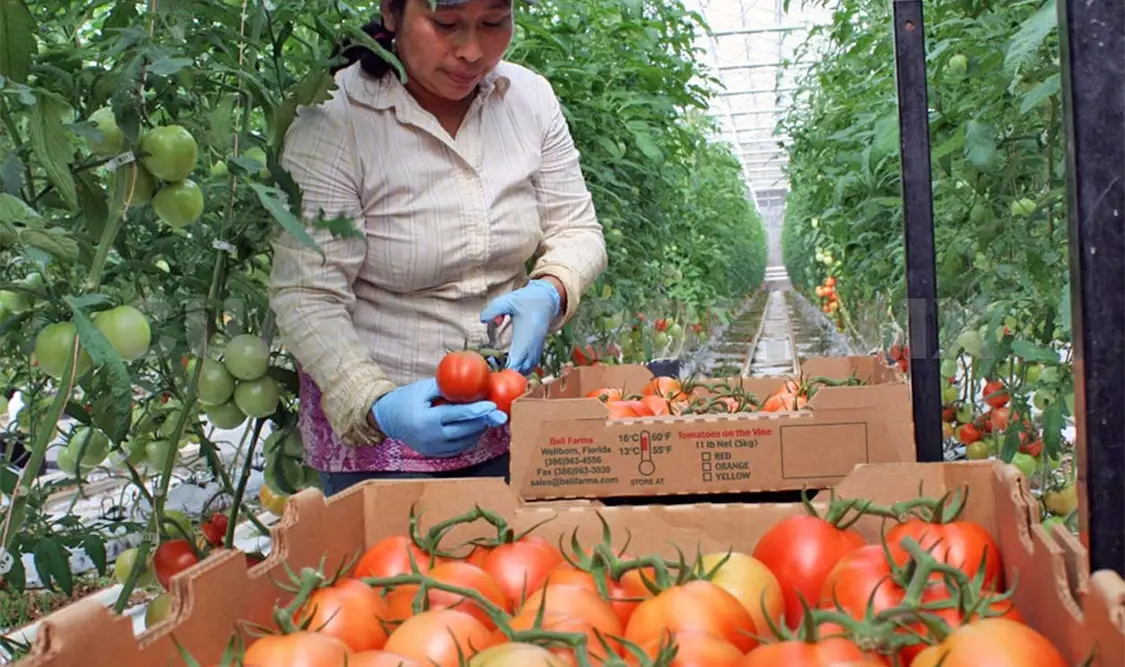 Mucha de la fuerza laboral que sale legalmente de Chiapas se va para el corte de tomate en el sur Estados Unidos. CP