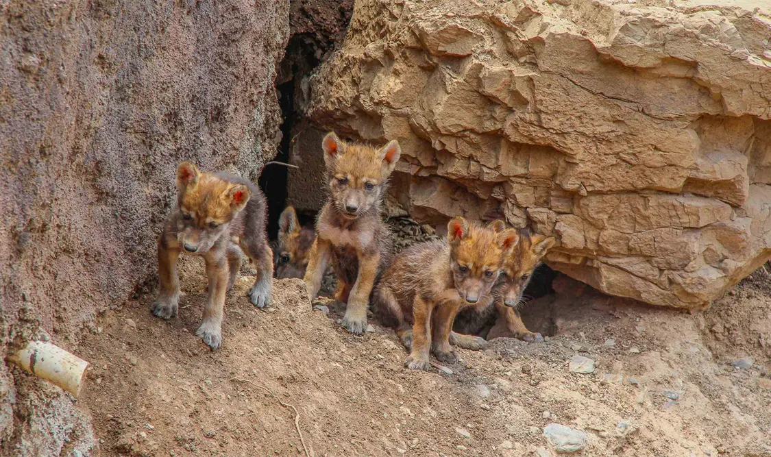 Nacen cinco cachorros de lobo gris mexicano en Museo del Desierto, Coahuila