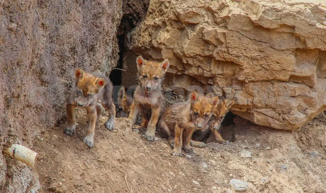 Nacen cinco cachorros de lobo gris mexicano