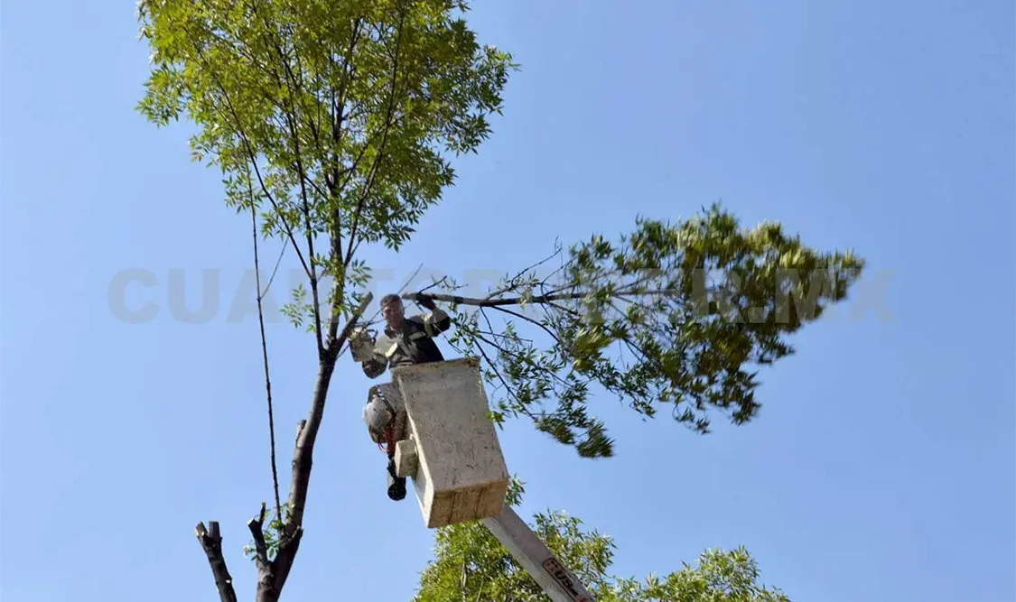 Piden no abusar en la poda de árboles en la capital