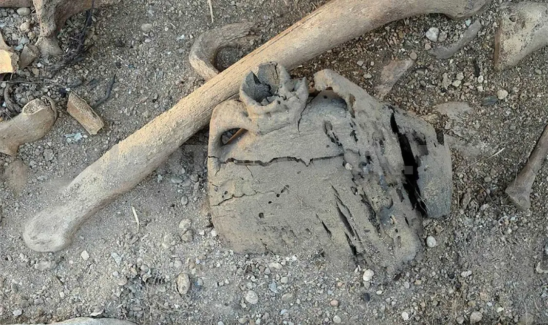 La cantimplora que ha revelado la existencia de una necrópolis prehistórica en los Campos de Urnas. Cortesía