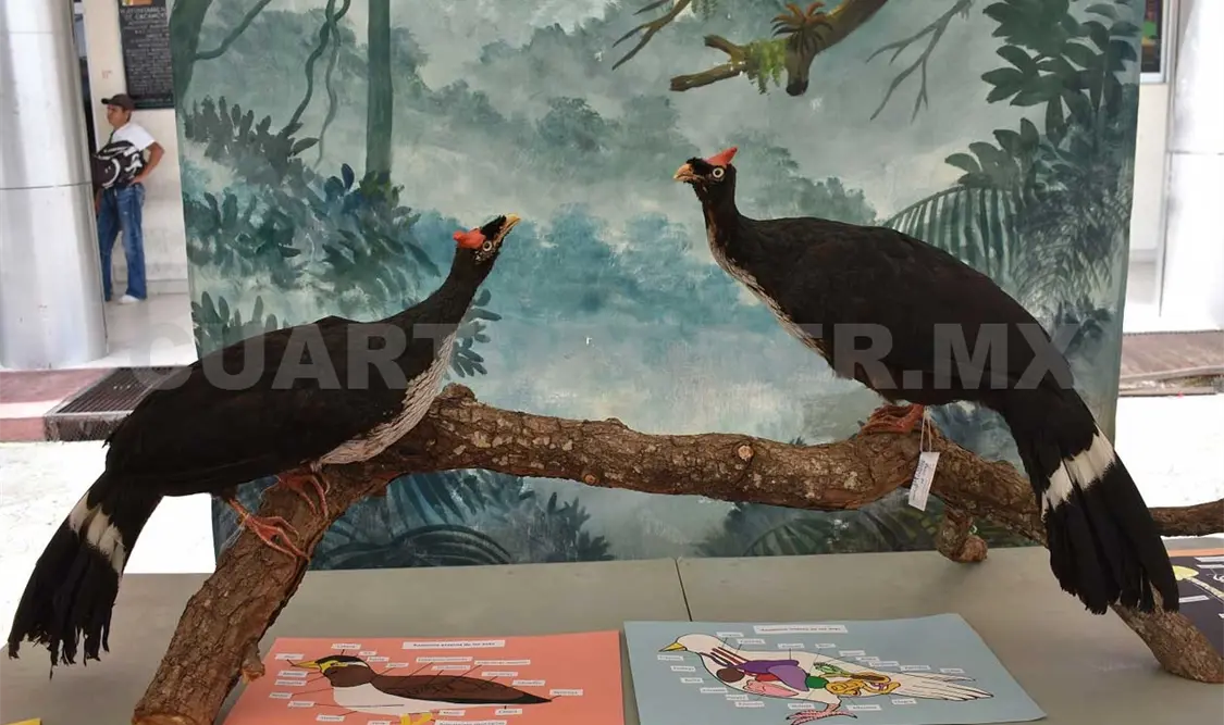 En riesgo de desaparecer aves del volcán Tacaná