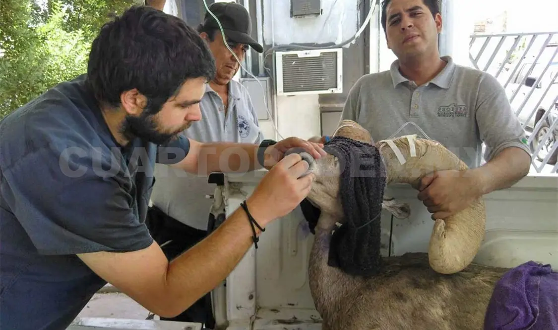 Rescatan a ejemplar de borrego cimarrón