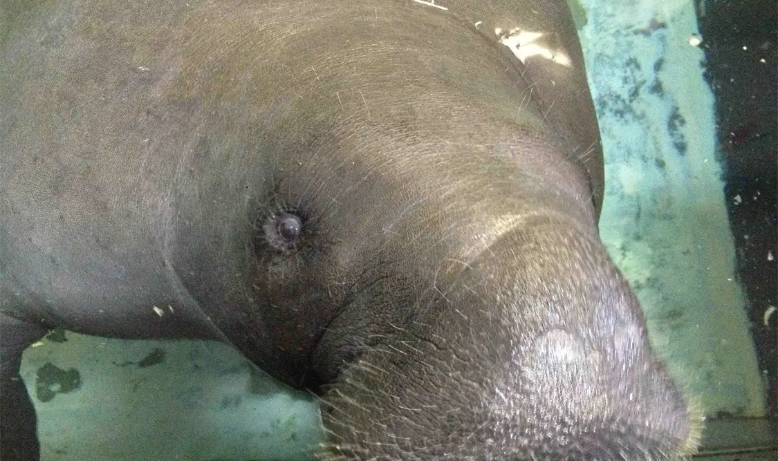 Muere accidentalmente “Snooty”, el manatí más longevo del mundo