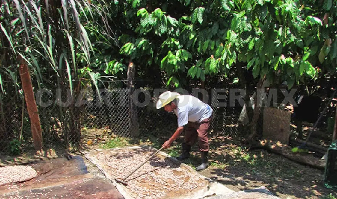 Solicitan atención especial al cacao