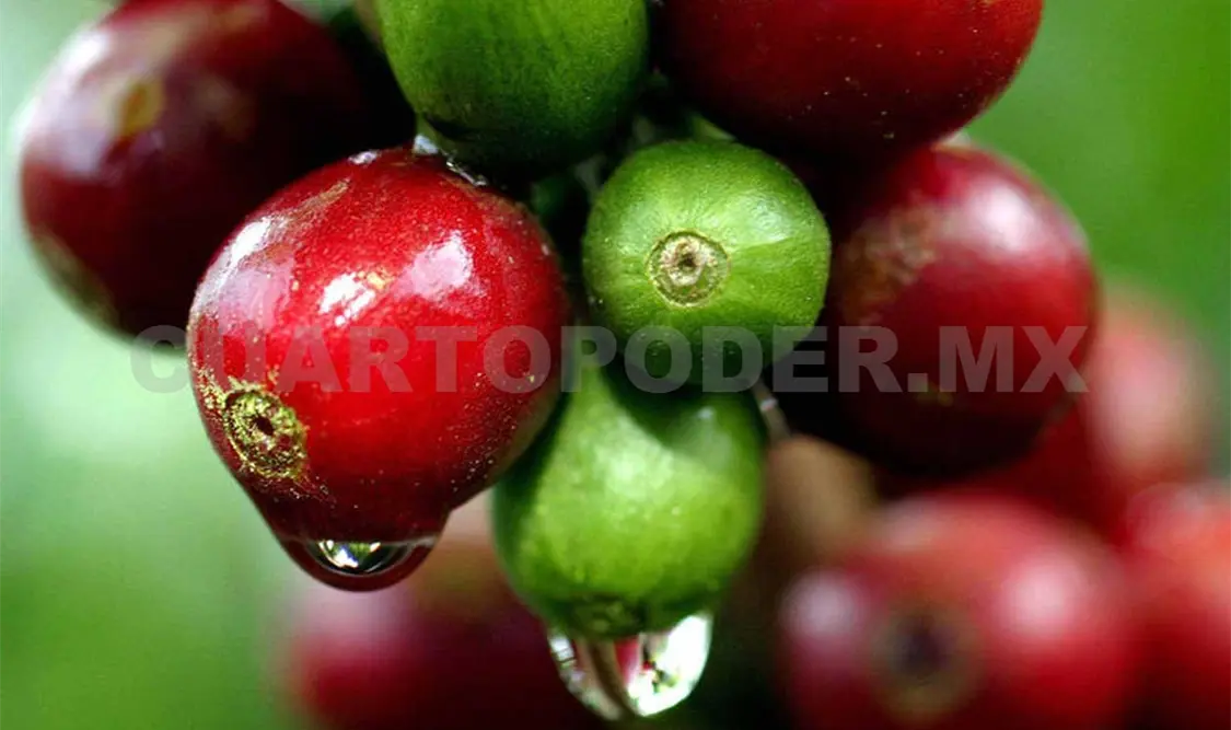 Proponen Cyticafé para certificación del grano