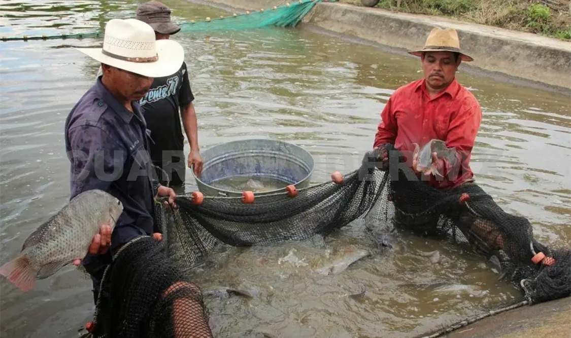 Impulsan producción de mojarra tilapia