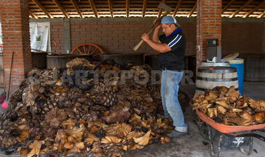 Matatlán, la capital mundial del mezcal, bebida de los dioses