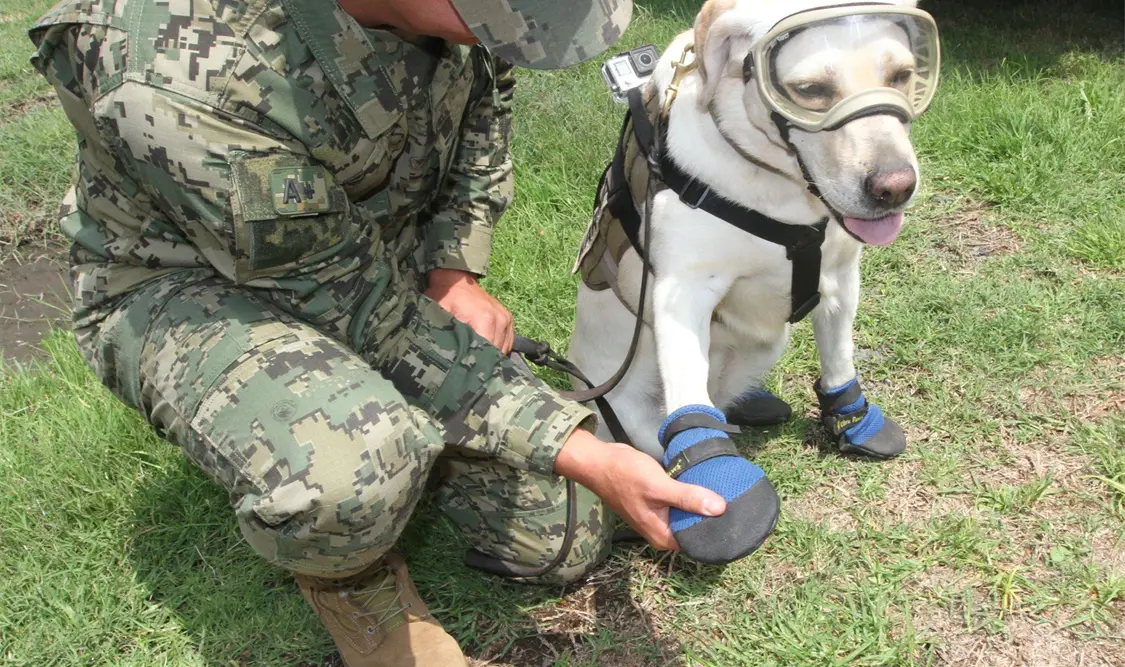 Frida, la perra Labrador de la Marina que ha rescatado a 52 personas