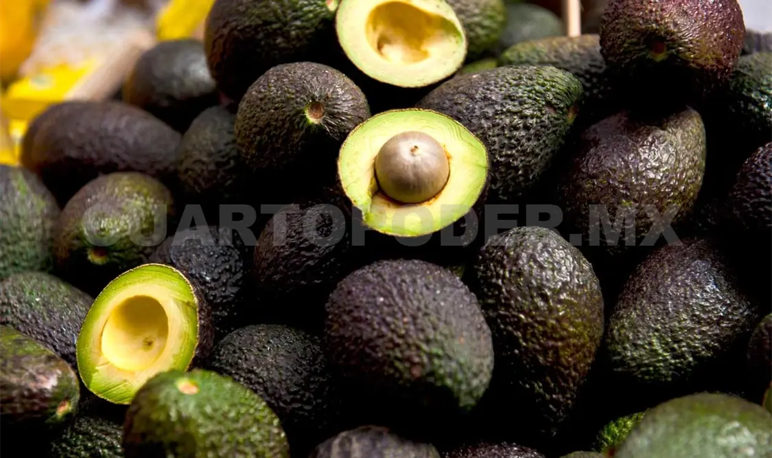 México no descarta importar aguacate