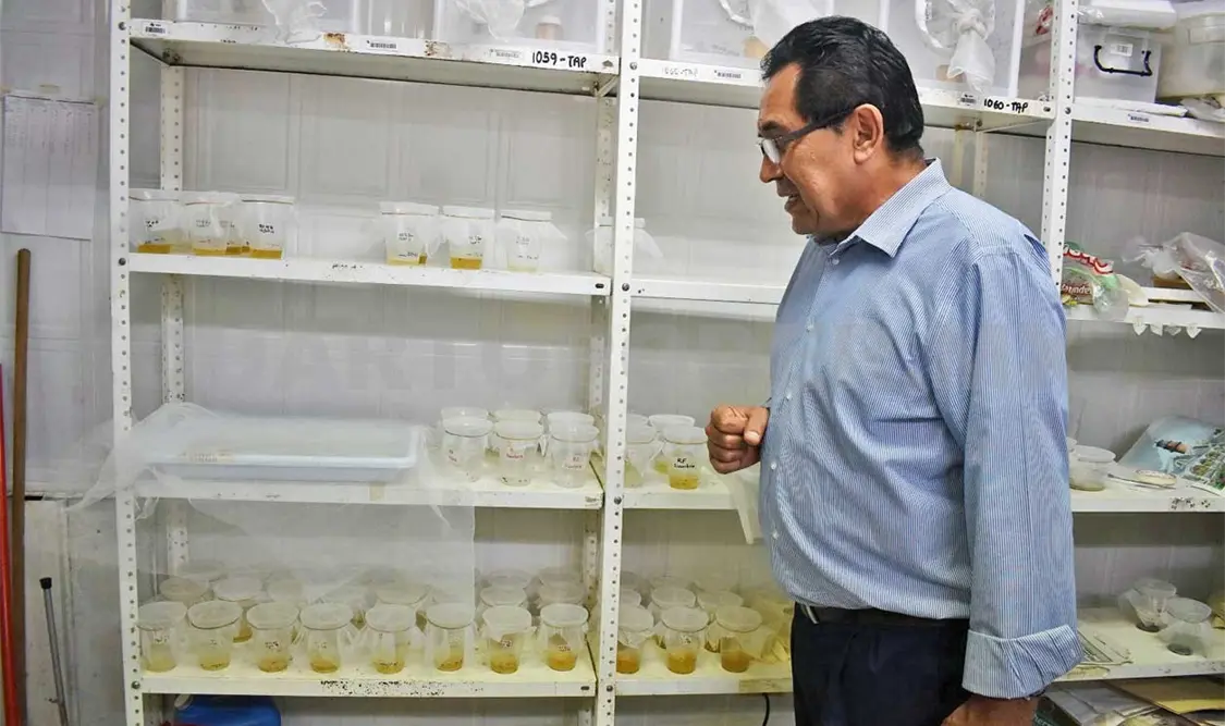 Utilizarán insecto estéril para combatir al dengue