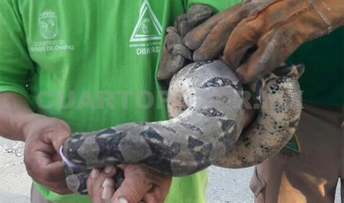 Lluvias “llevan” reptiles a viviendas de la capital