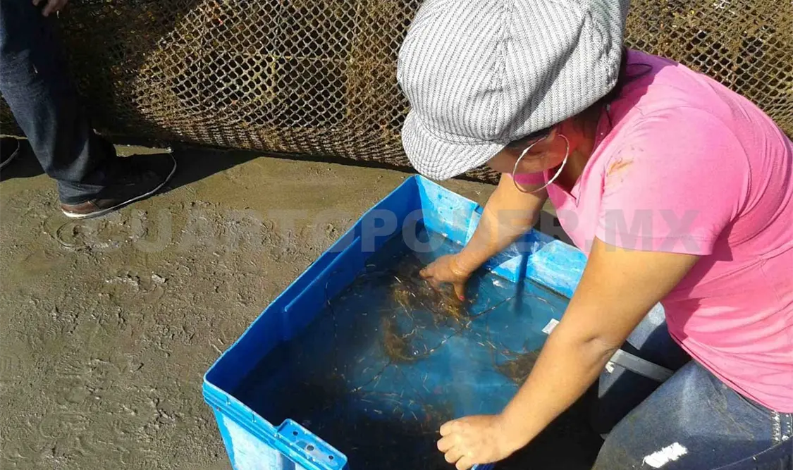 Desarrolla egresada proyecto de investigación