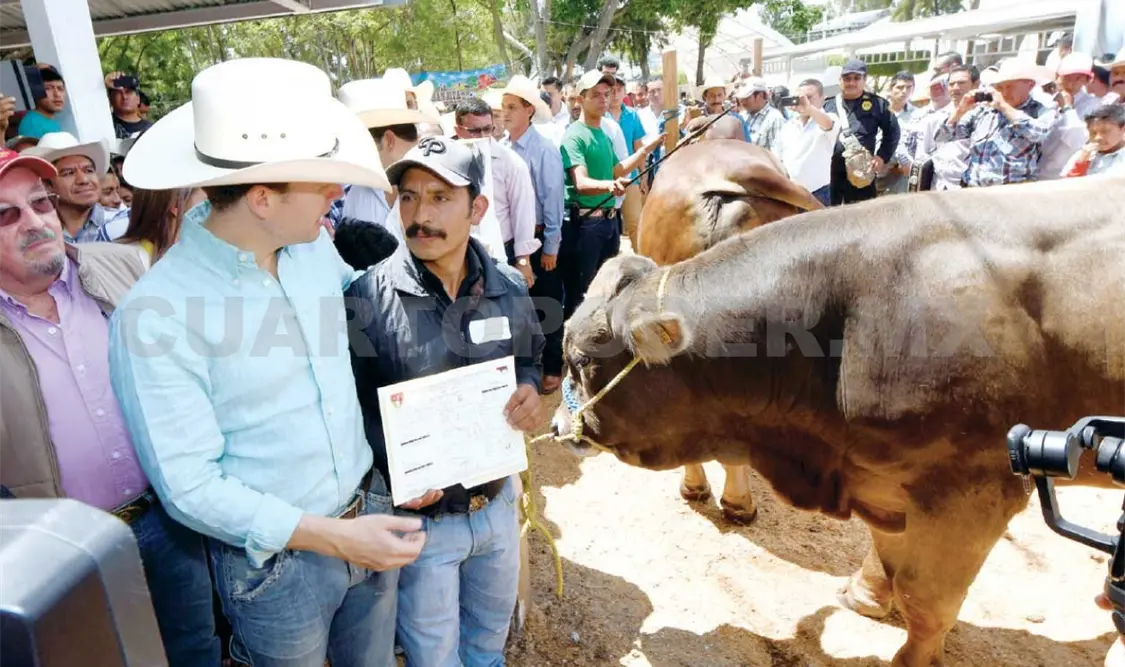 Beneficia MVC a productores con ganado de registro