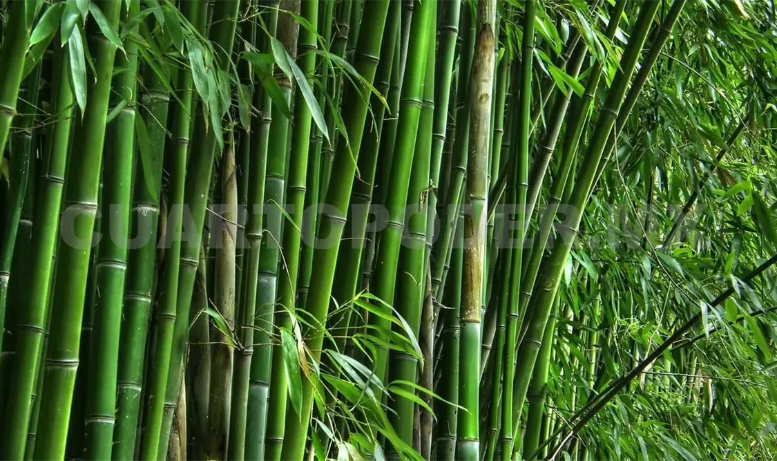 Bambú, detonante de economía mexicana