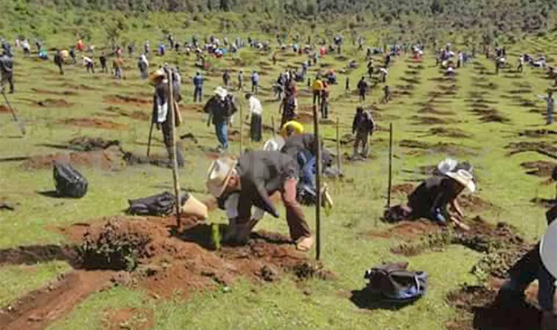 Realizan campaña de reforestación ejidal