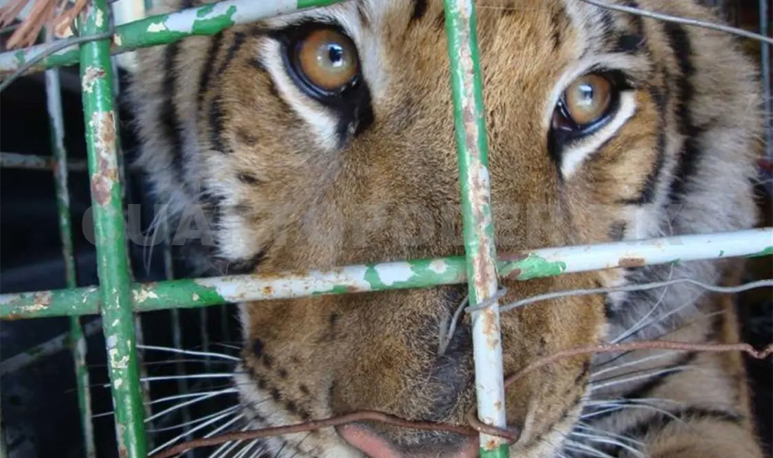 Profepa asegura un ejemplar de tigre