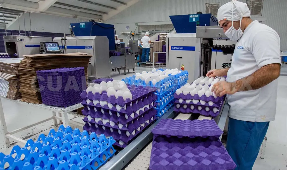 Llaman a fortalecer industria avícola
