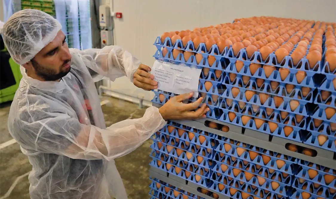 En Francia se vendieron 250 mil huevos contaminados