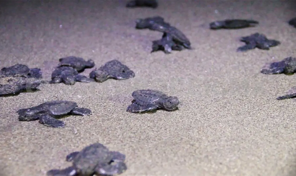 Patrullajes nocturnos dan “luz” a tortugas golfinas. Avisaín Alegría / CP