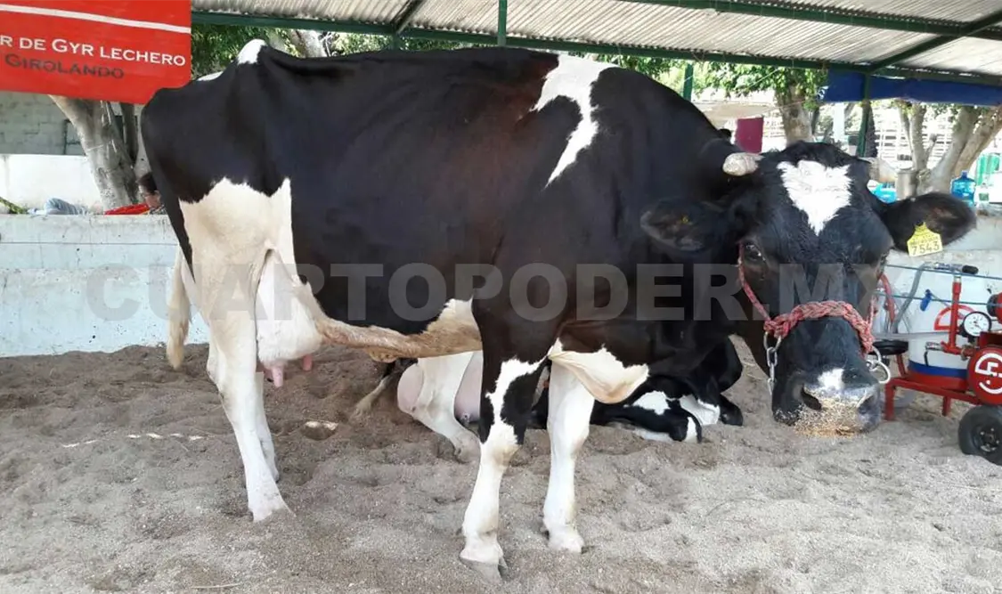 En 20 años, Chiapas duplicó producción de leche: Secam