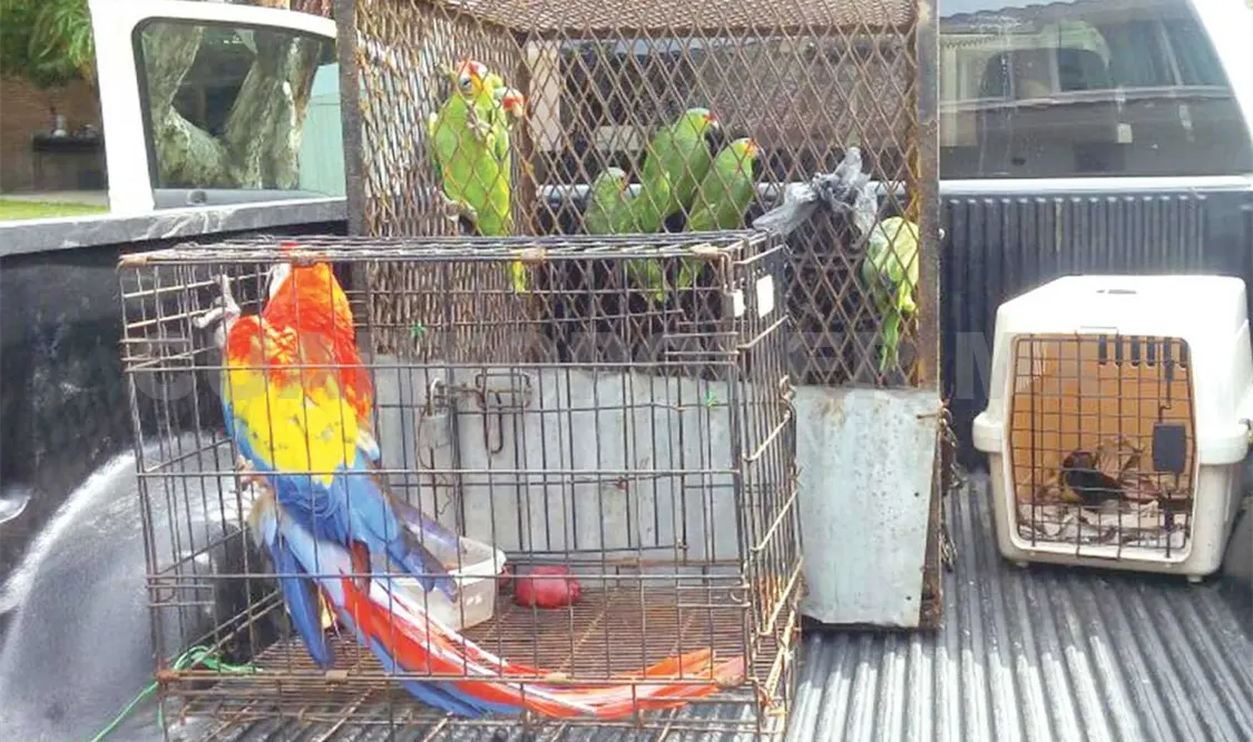 Rescatan aves reguladas por la Semarnat