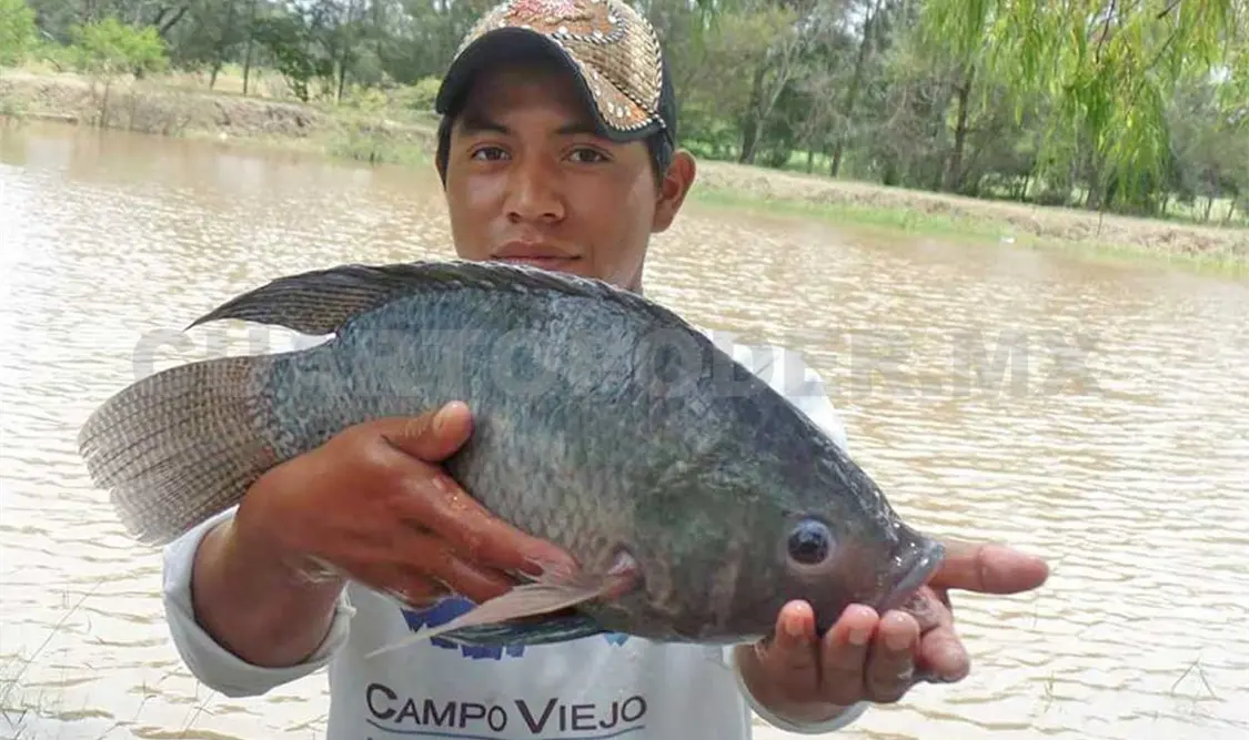 Listos para el 13° Torneo de Pesca de Mojarra Tilapia
