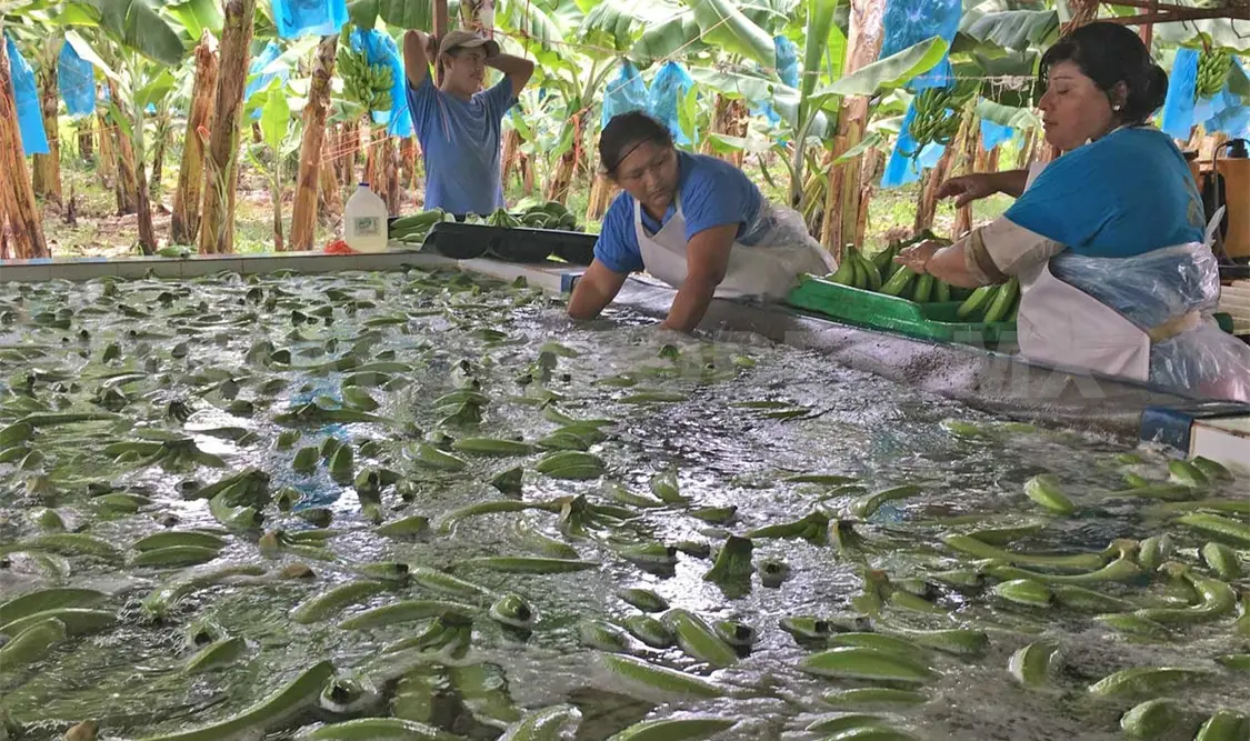 Producción y exportación de plátano avanzan