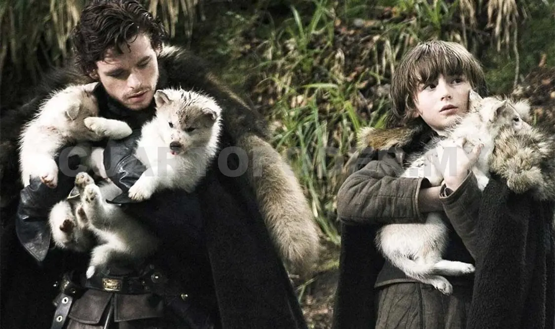 Piden a fans ser responsables con perros