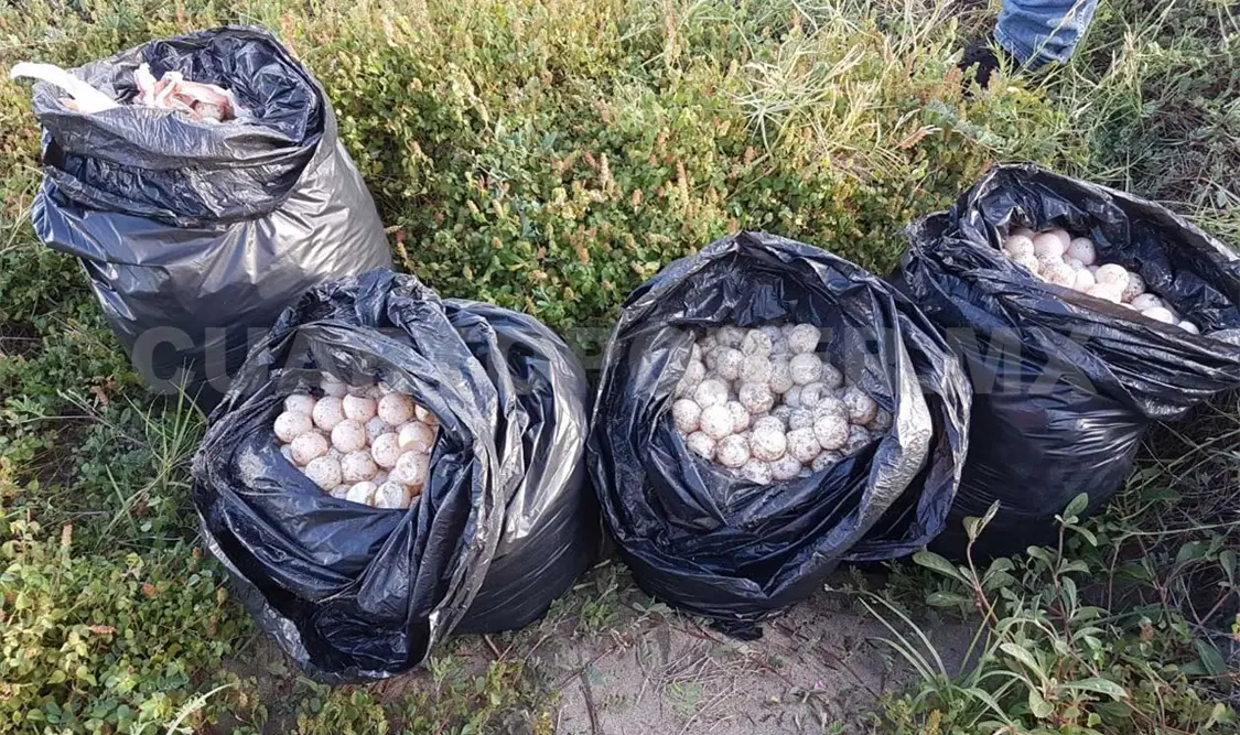 Rescatan más de cuatro mil huevos de tortuga Golfina