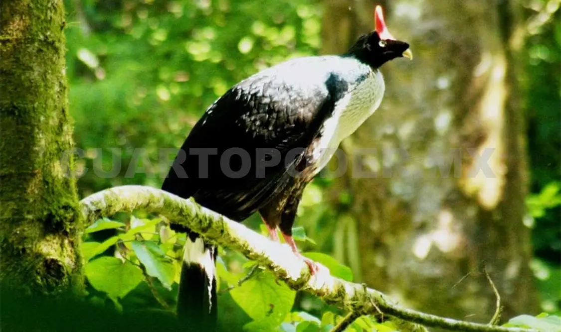 Se pretende restaurar aproximadamente 100 mil hectáreas a favor de fauna en peligro de extinción. Cortesía
