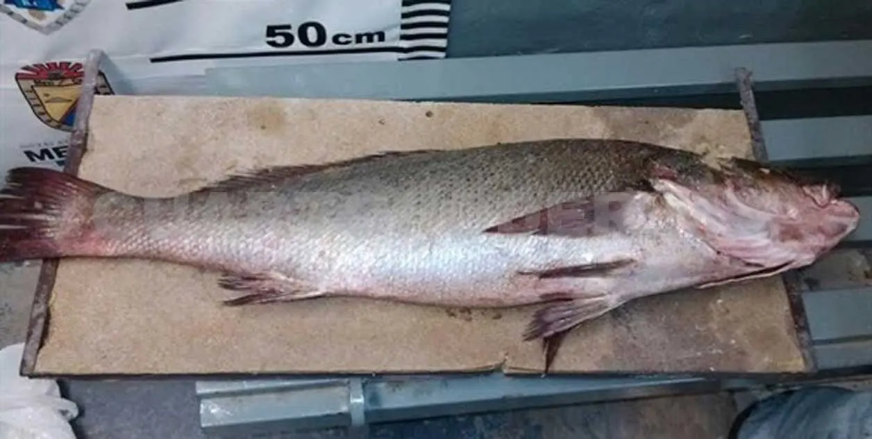 Totoaba podría comercializarse