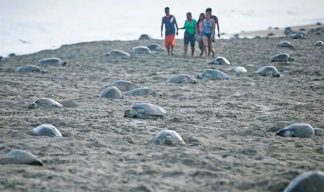 La llegada de tortugas a territorio estatal se ha visto amenazada constantemente por los saqueadores furtivos de los nidos. El Universal
