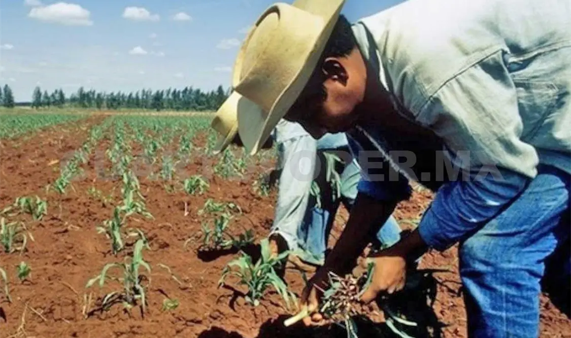 La SHCP ha generado distintas acciones para impulsar el desarrollo del campo. Agencias