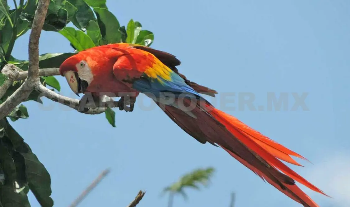 Cuando se cumplan cuatro años de haber iniciado esta tarea se habrán liberado aproximadamente 130 aves. Agencias