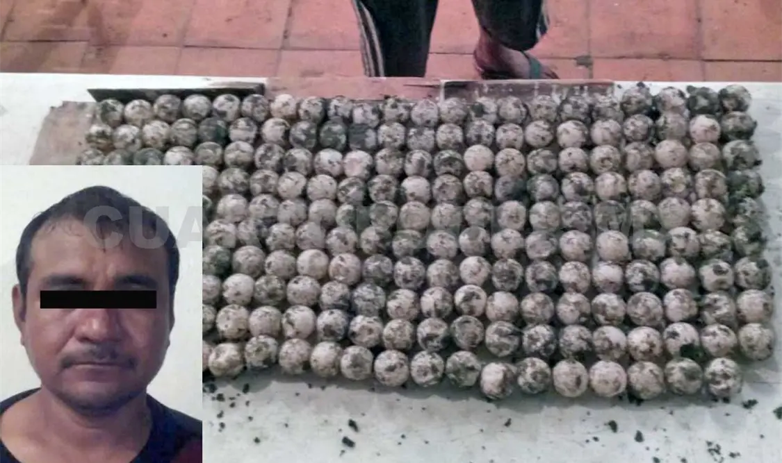 Detienen a sujeto con 219 huevos de tortuga