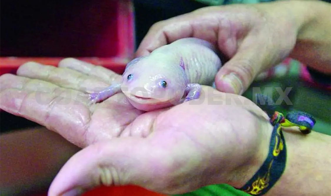 Presentan Expo Reptiles
