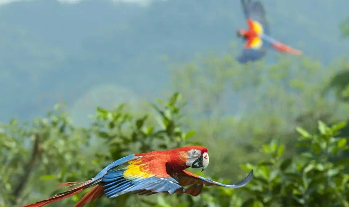 Son ya 226 ejemplares los que habitan en las selvas de Veracruz y Chiapas, lo que revela el éxito del programa. Agencias