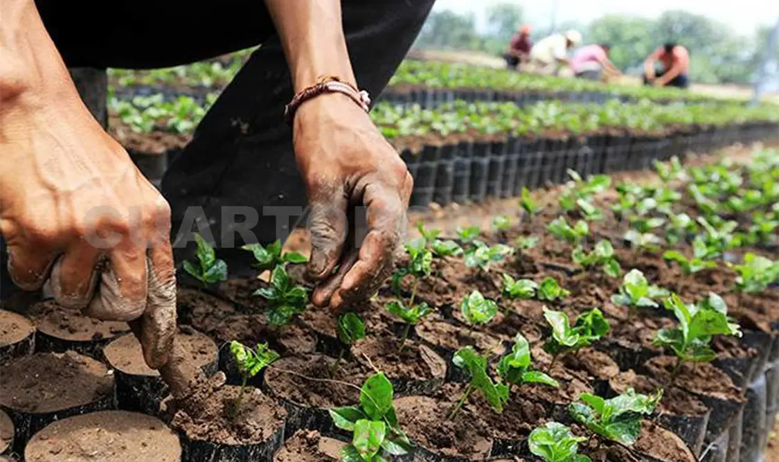 Los productores de café de Unión Juárez se han organizado y han logrado comercializar optimamente sus cosechas. Cortesía
