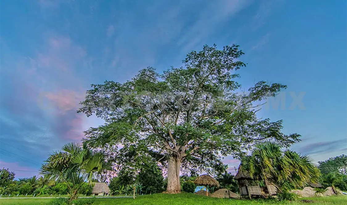 Se deberá contar una historia y hacer una descripción del árbol. Cortesía