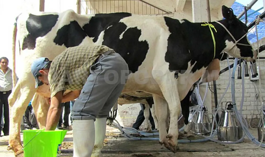 México se consolida como uno de los grandes productores de leche, con 12 mil millones de litros al año. Agencias