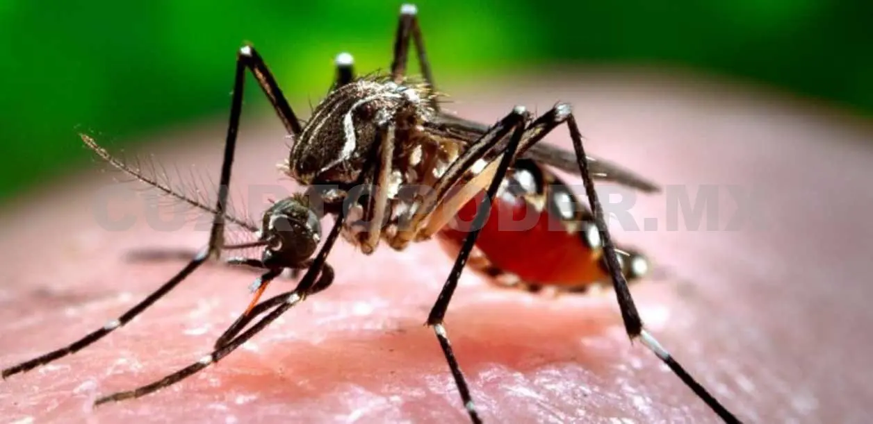 Vigilan zonas ante riesgo de dengue, chikungunya y zika