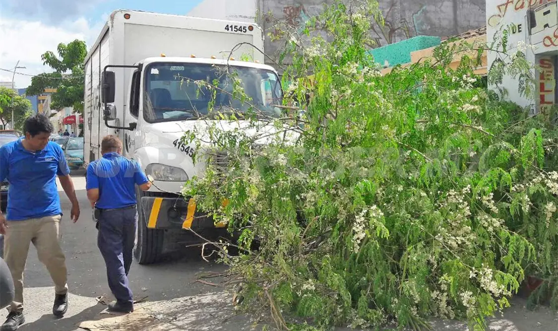 El conductor impactó una rama del árbol que sobresalía a la calle, pero el peso del camión terminó por derribarlo.