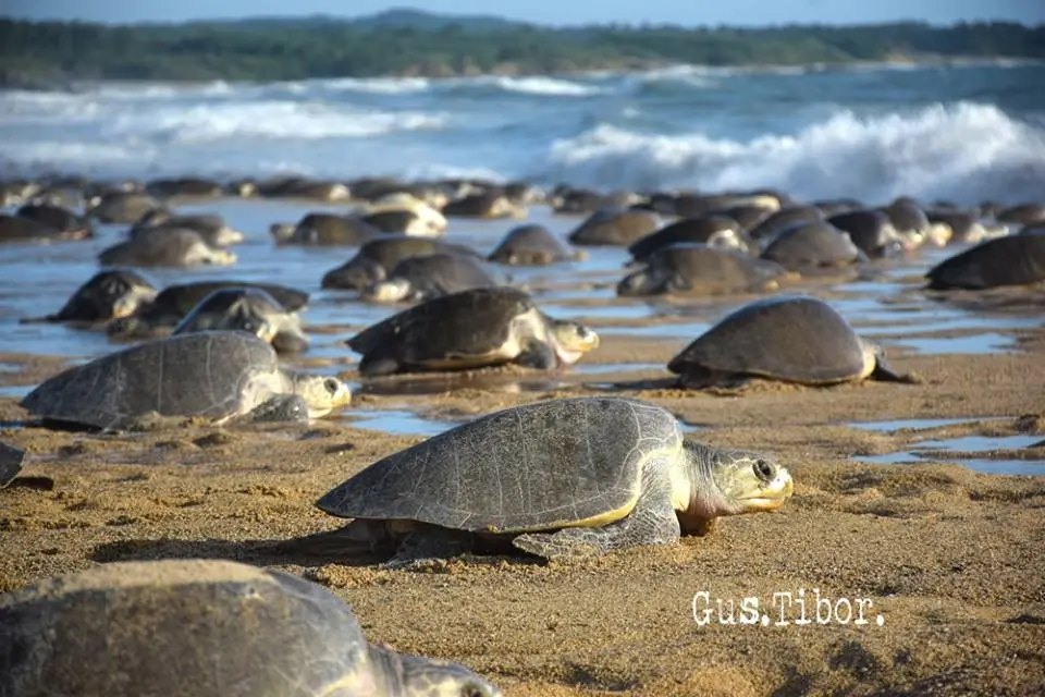 Arriban a Oaxaca casi dos millones de tortugas golfinas