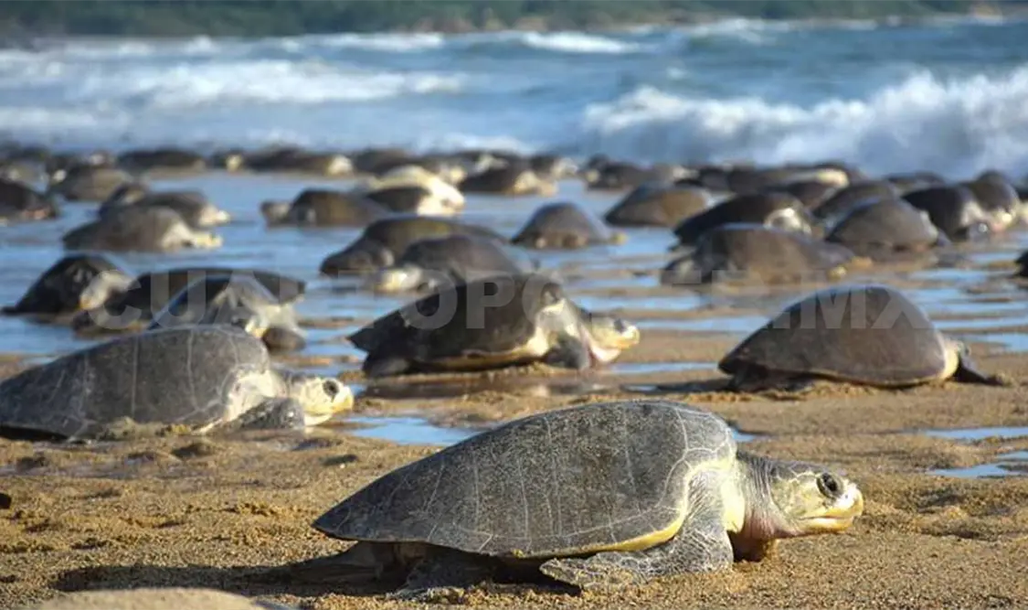 Arriban a Oaxaca casi dos millones de tortugas golfinas